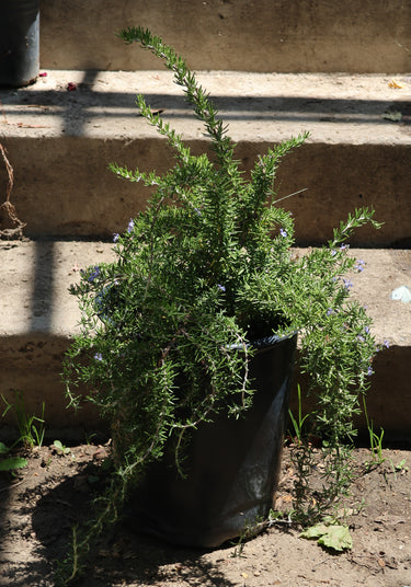 Rosemary